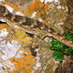 Illustration for article titled An Extinct Giant Gecko Was Found Stuffed in a Museum Basement